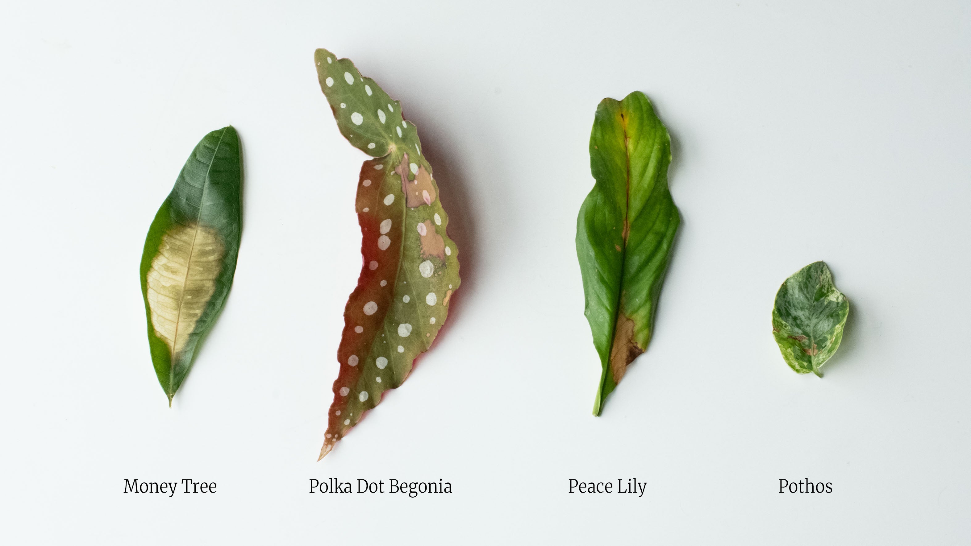 Necrosis: What Does Leaf Scorch Look Like? – Cowbell Plant Co.