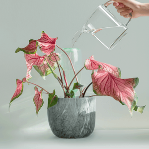 Cowbell Self-Watering Plant Care Kit (750mL)