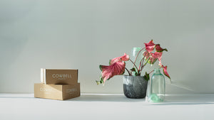 Cowbell Gift Box Pink Caladium