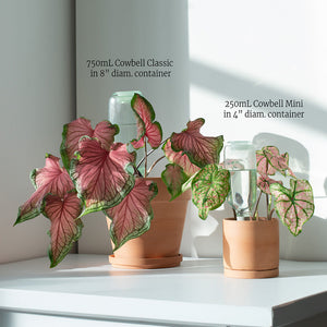 cowbell self-watering plant care kit Cowbell Self-Watering Gift Set (250mL + 750mL)